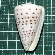 Image of ivory cone