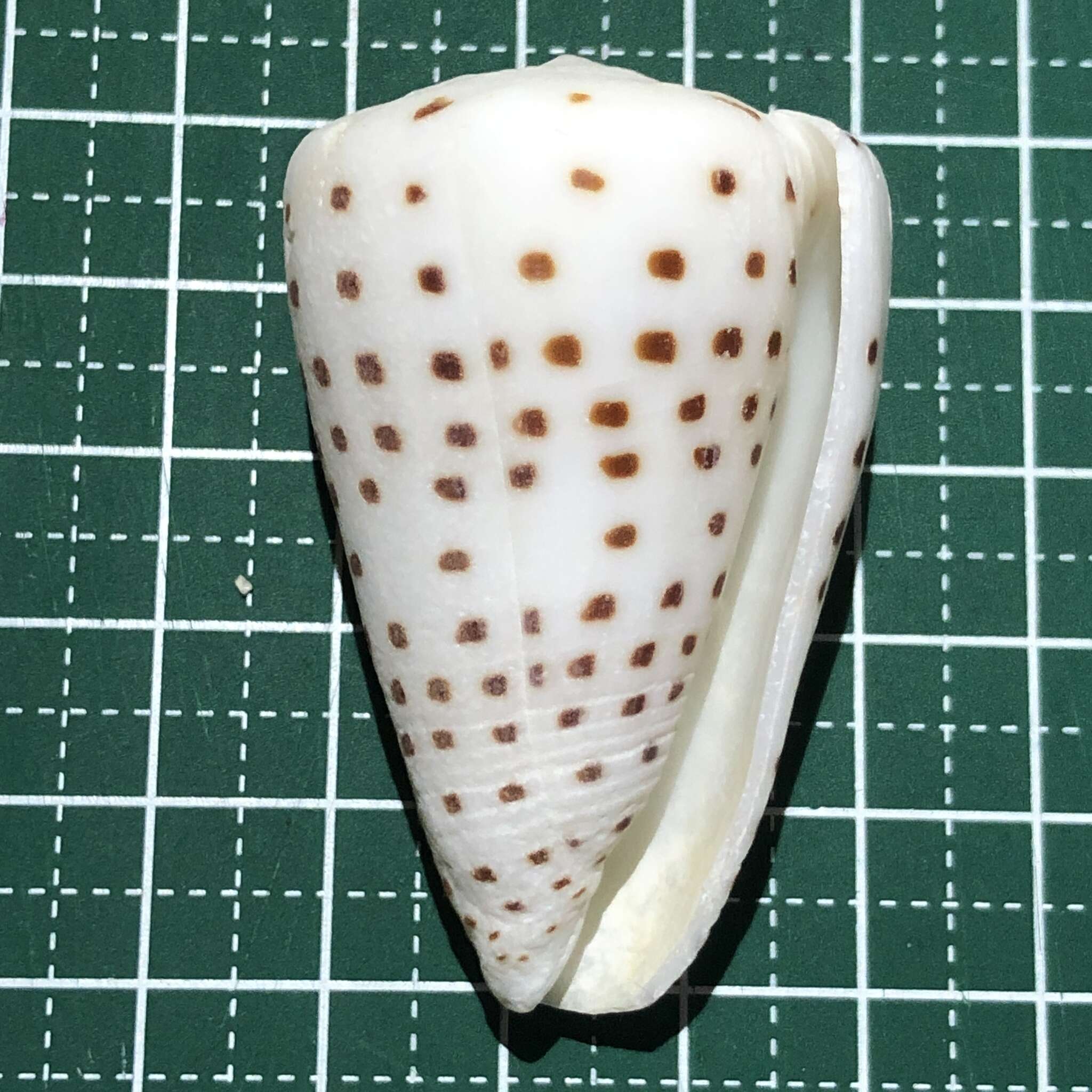 Image of ivory cone