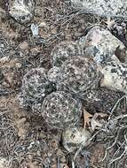 Image of Pincushion Cactus