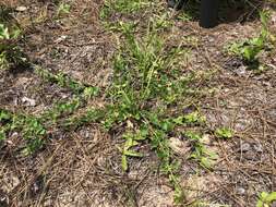 Image of trailing milkvine