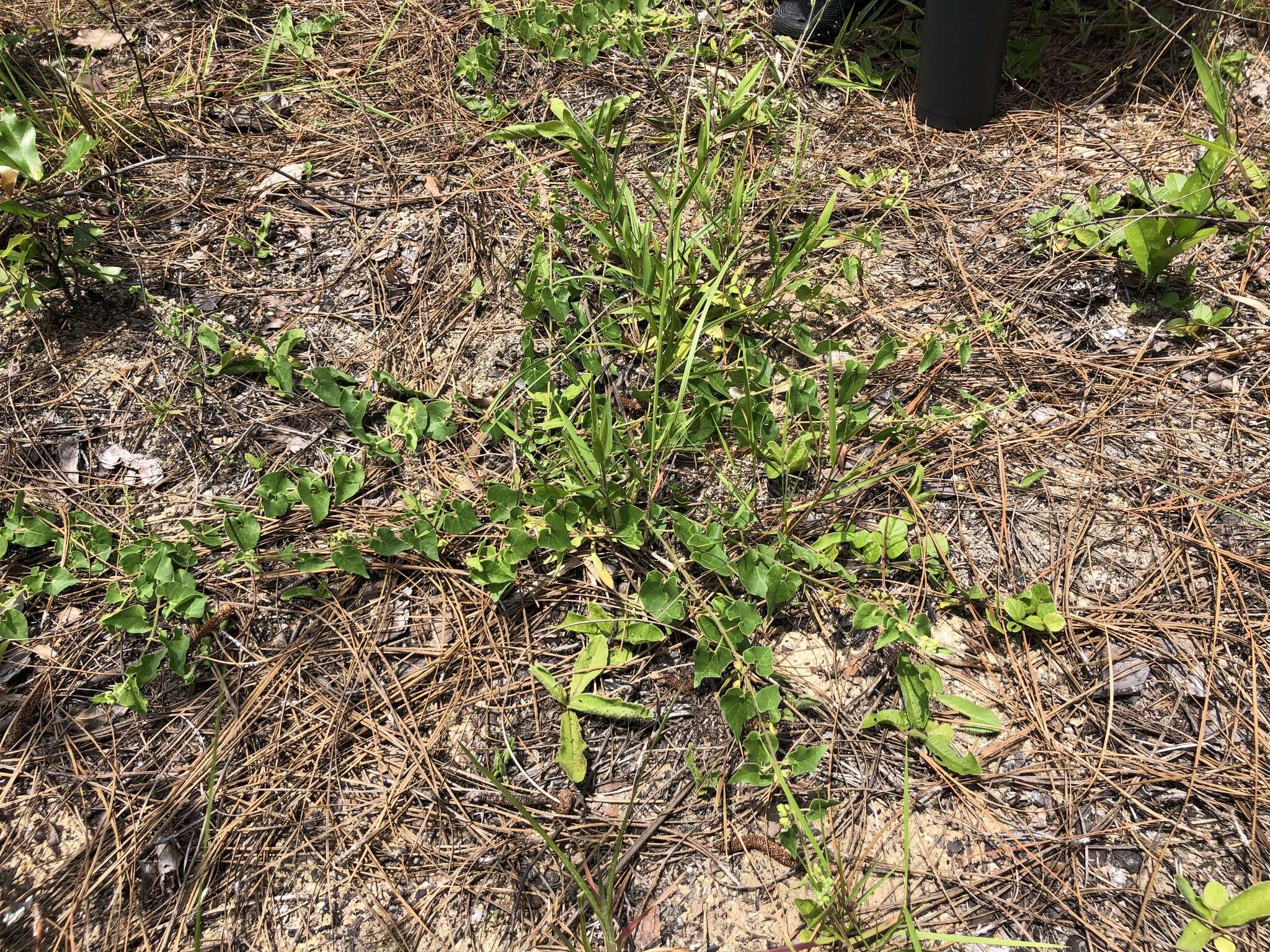 Sivun Matelea pubiflora (Decne.) R. E. Woodson kuva