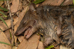 Image of Brown Antechinus