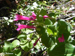 Plancia ëd Clinopodium multiflorum (Ruiz & Pav.) Kuntze