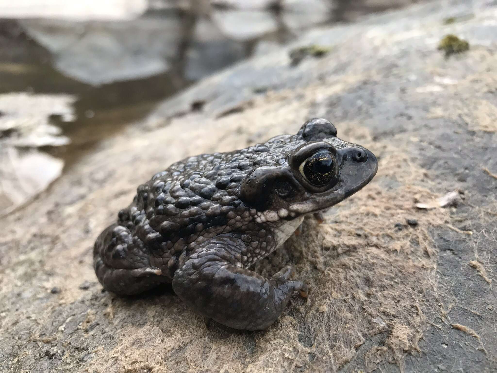 Sivun Rhinella arunco (Molina 1782) kuva