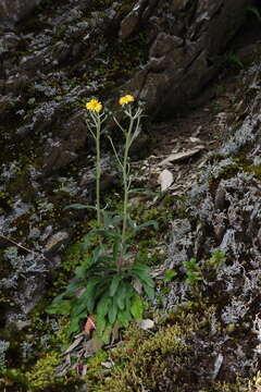 Image of Hieracium morii Hayata