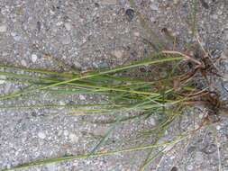 Image of Festuca nigrescens Lam.