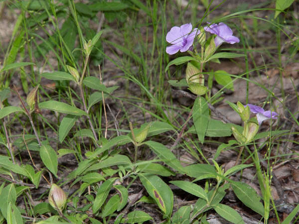 Plancia ëd Barleria mackenii Hook. fil.