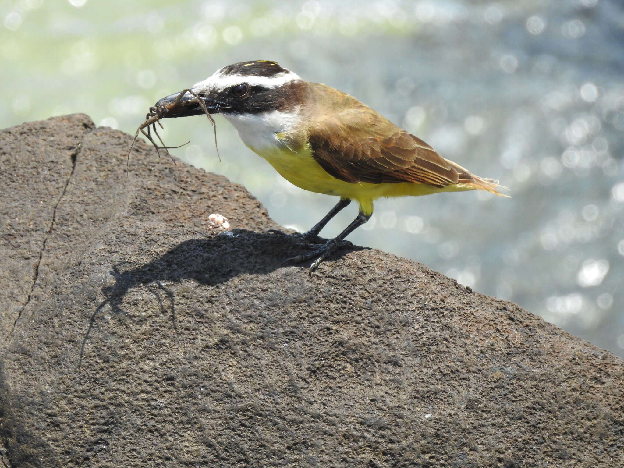 Image of Pitangus sulphuratus argentinus Todd 1952