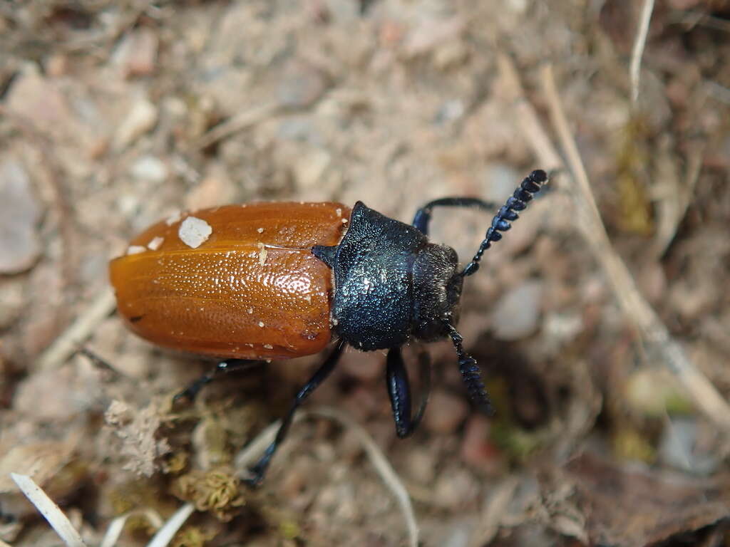 Image de <i>Labidostomis taxicornis</i>