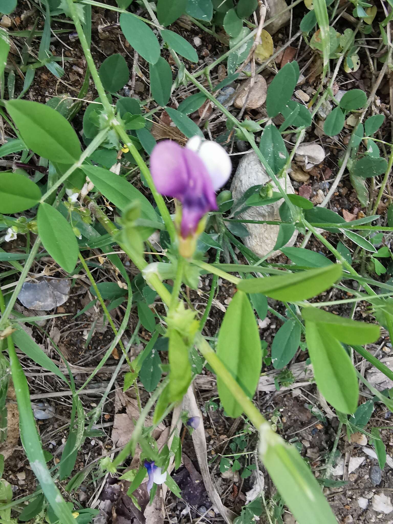 Image of Bithynian vetch