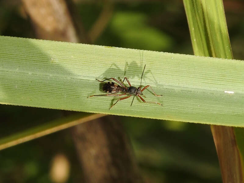 Plancia ëd Trichocentrus vianai Kormilev & N. 1949