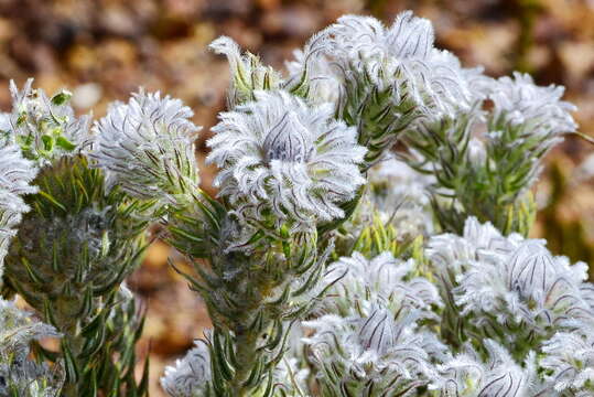 Image of Phylica plumigera Pillans