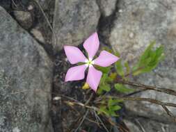 Image of Catharanthus coriaceus Markgr.