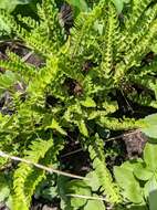 Image of Woodsia polystichoides D. C. Eat.