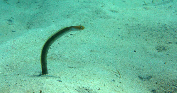 Image of Yellow Garden Eel