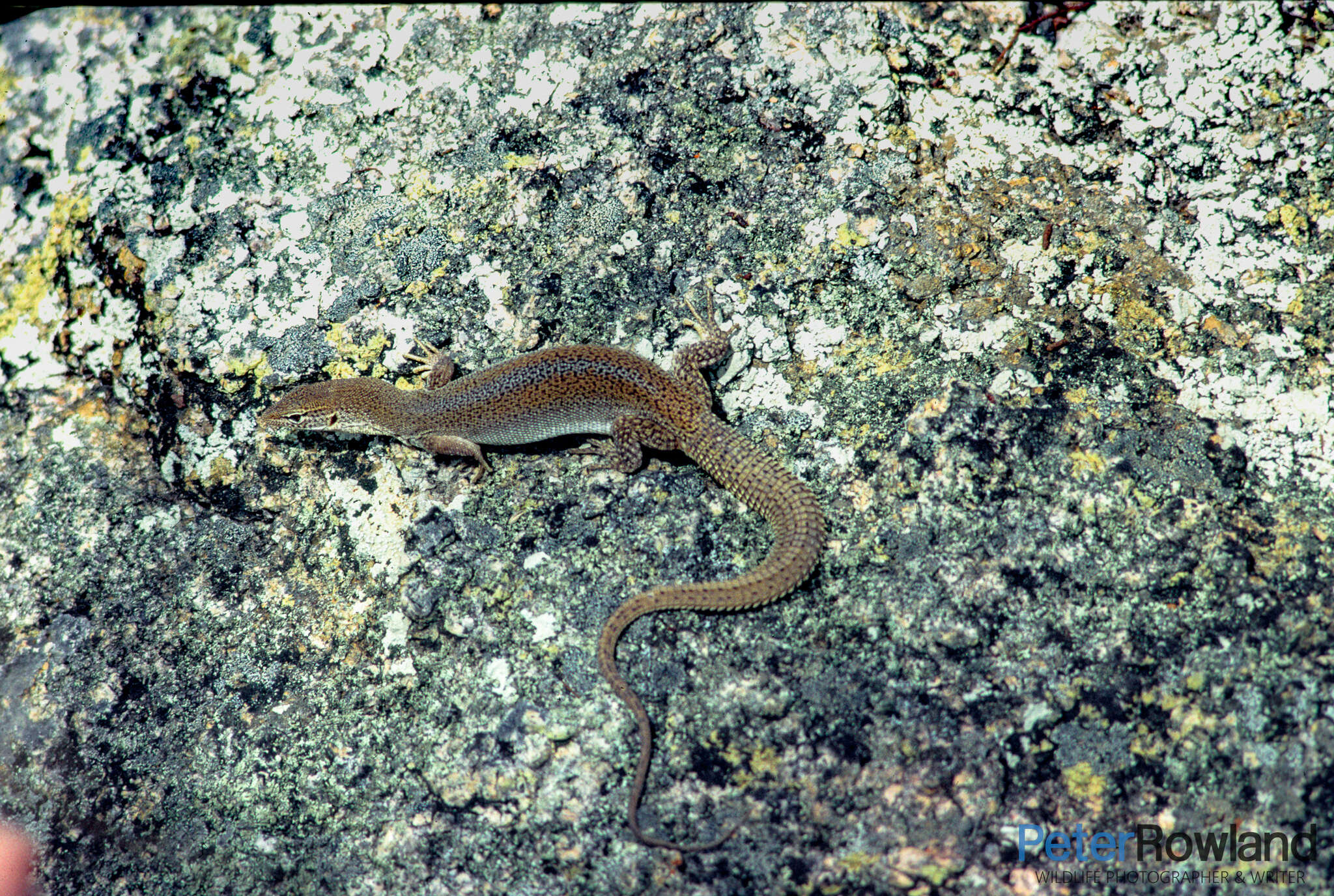 Imagem de Varanus storri Mertens 1966