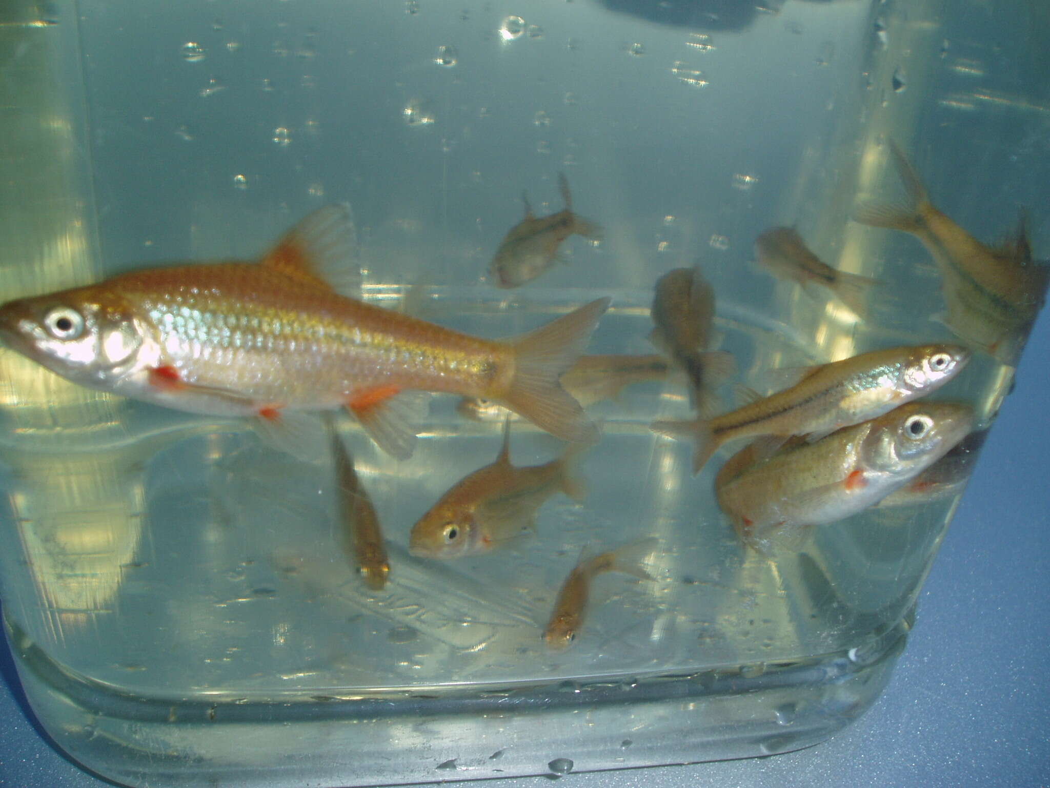 Image of Verlorenvlei redfin