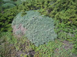 Image de <i>Astragalus terraccianoi</i>