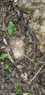 Image of Mexican Hook-nosed Snake