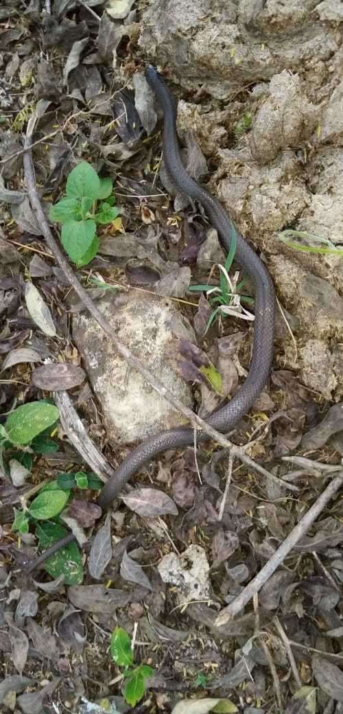 Image of Mexican Hook-nosed Snake