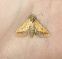 Image of bordered sallow