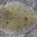Image of Butter sole