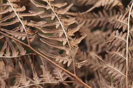 Image of Pteridium latiusculum subsp. japonicum (Nakai) Fraser-Jenkins