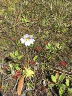 Image de Pinguicula caerulea Walt.