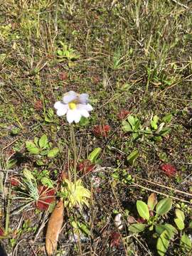 Image of blueflower butterwort