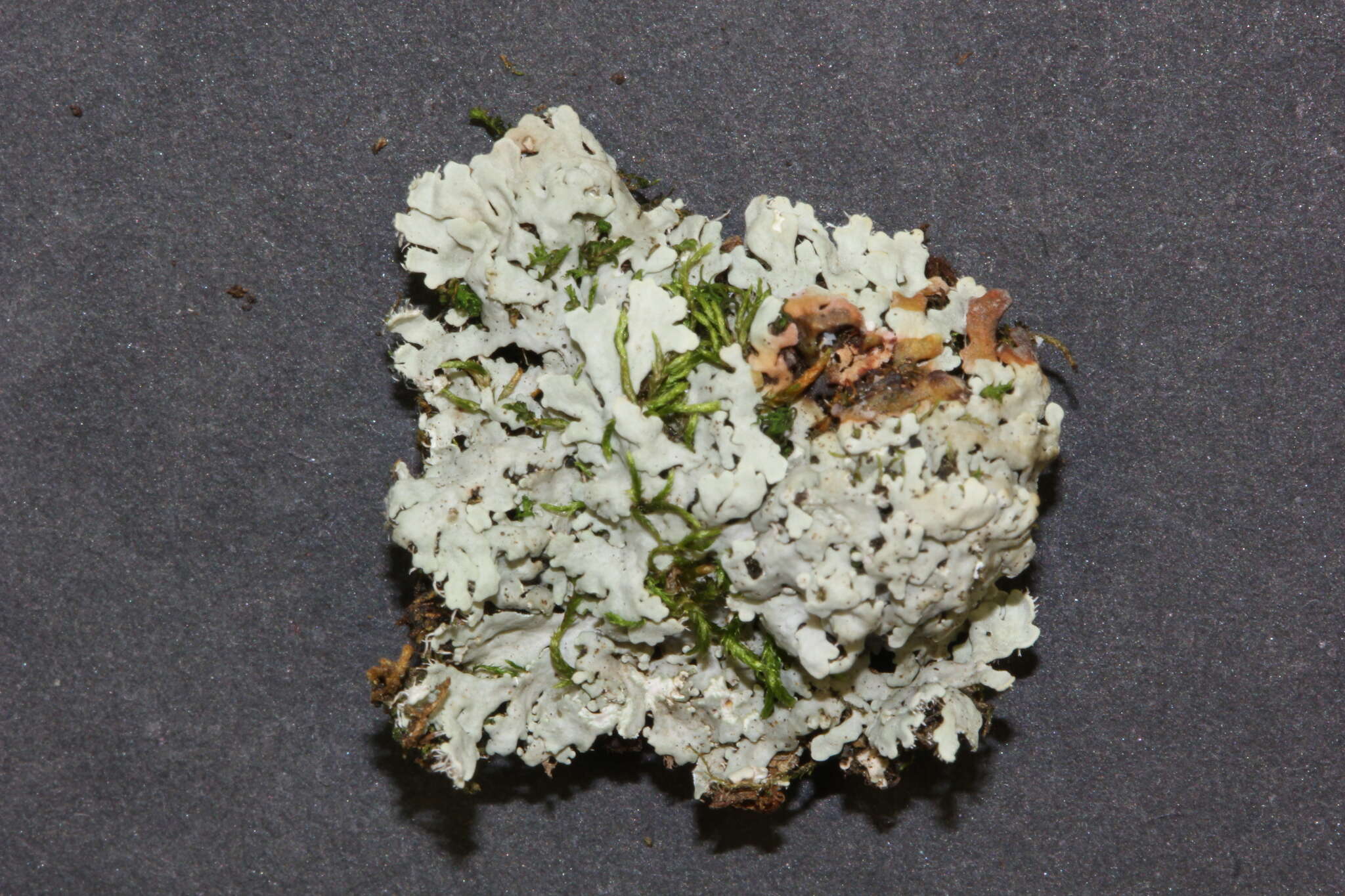 Image of tropic shield lichen