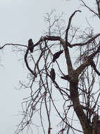 Image of North Island Kaka