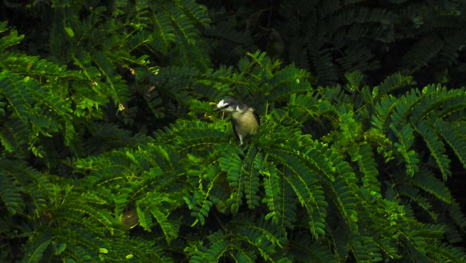 Image of Rosy Minivet