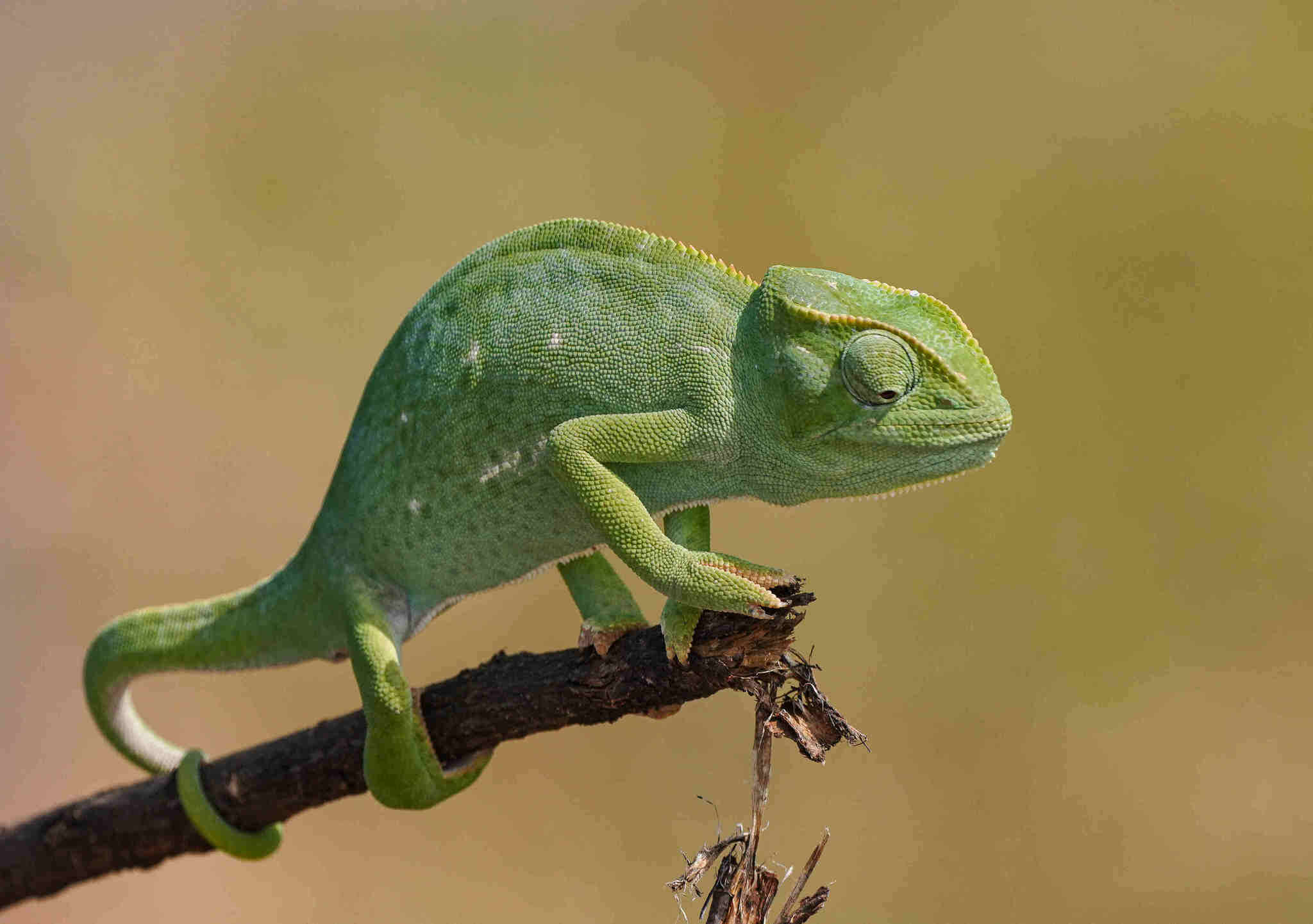 Image of Senegal Chameleon