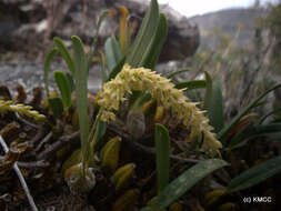 Imagem de Bulbophyllum baronii Ridl.