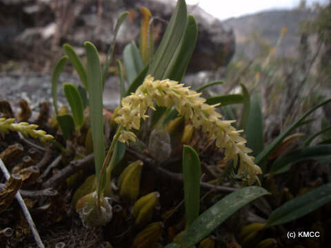 Image de Bulbophyllum baronii Ridl.