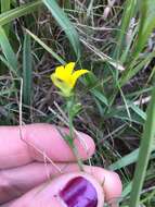 Image of Monopsis lutea (L.) Urb.