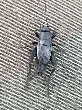 Image of Gray Ground Cricket