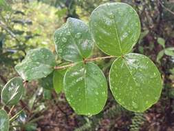 Image of sperry guava