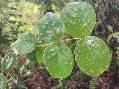 Image of sperry guava