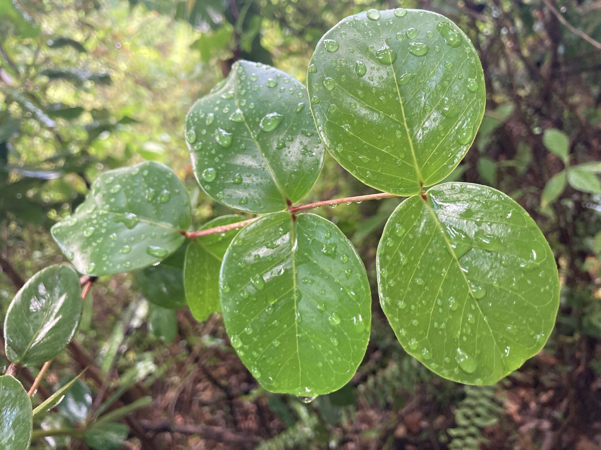 Image of sperry guava