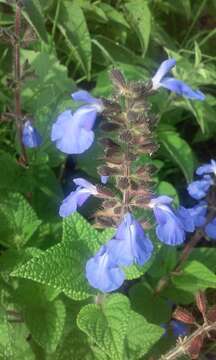 Imagem de Salvia circinnata Cav.