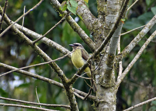 Image of Golden-crowned Flycatcher