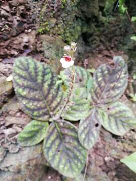 Image of Gloxinia erinoides (DC.) Roalson & Boggan