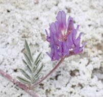 Imagem de Astragalus lentiginosus var. sesquimetralis (Rydb.) Barneby