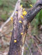 Image de Calocera guepinioides Berk. 1845