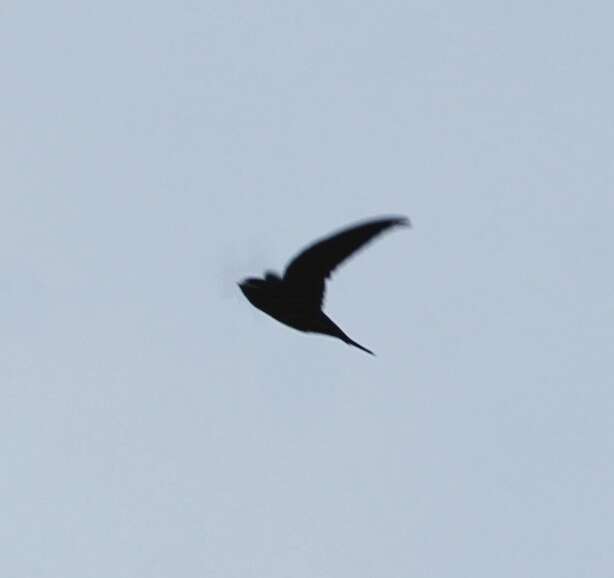 Image of Crested Treeswift