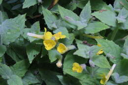 Image of muskflower