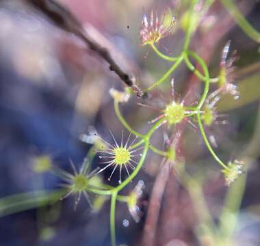 Image de Drosera erythrogyne N. Marchant & Lowrie