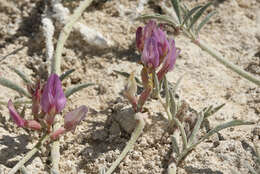 Image of Fish Slough milkvetch