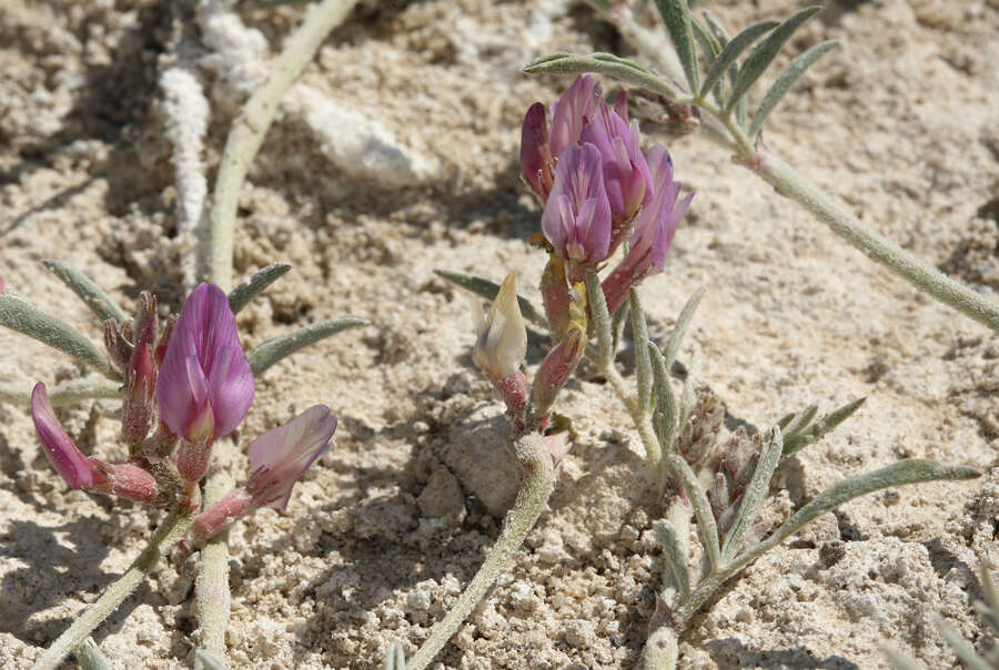 Image of Fish Slough milkvetch